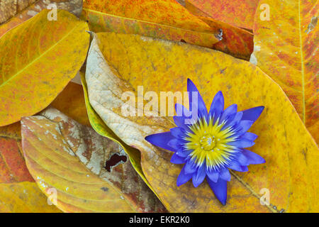 Sullo sfondo della natura, foglie secche e fiore di loto Foto Stock