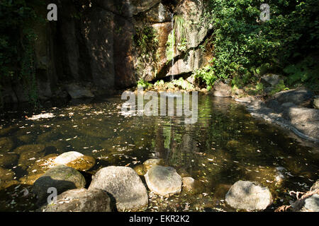 Rana solitaria su una roccia in acqua, pronto al grande salto. Estremadura, Spagna Foto Stock