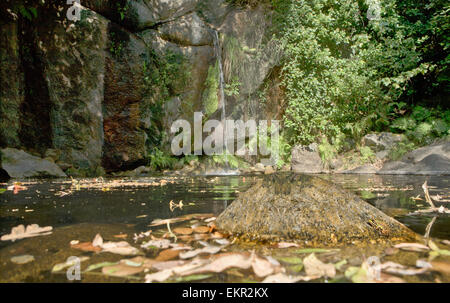 Rana solitaria su una roccia in acqua, pronto al grande salto. Estremadura, Spagna Foto Stock