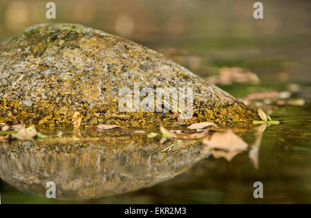 Rana solitaria su una roccia in acqua, pronto al grande salto. Estremadura, Spagna Foto Stock