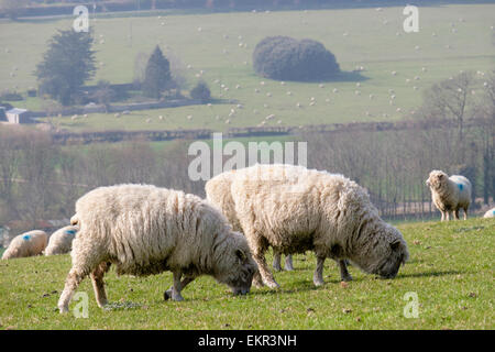 Un gregge di Poll Dorset pecore al pascolo su Haye è giù in South Downs Parco Nazionale di campagna. West Dean Chichester West Sussex England Regno Unito Gran Bretagna Foto Stock