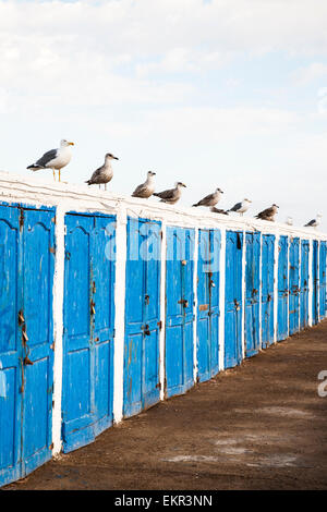 Gabbiani in attesa per la mattina le catture, Essaouira porto, Marrakech-Tensift-Al Haouz, Marocco Foto Stock