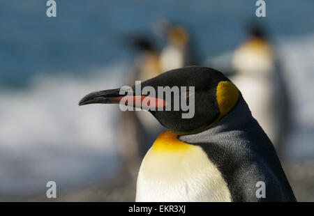 Close-up verticale re pinguino Porto Oro Georgia del Sud Foto Stock