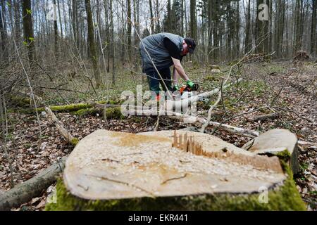 Macchinoso nella foresta, Germania, vicino alla città di Pöhlde, 11. Aprile 2015. Foto: Frank Maggio/picture alliance Foto Stock