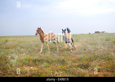 Bellissimi cavalli nel campo, due puledri di giocare e in esecuzione in archiviato Foto Stock