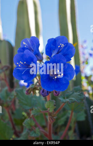 Desert Blue Bells Foto Stock