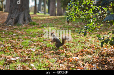 Lo scoiattolo in autunno la Foresta, Parco del Retiro di Madrid, Spagna Foto Stock