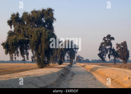 A SECCO canale di irrigazione in un campo di cotone fuori Visalia, CA.che mostra la dipendenza della California gli agricoltori su irrigazione, 2015 Foto Stock