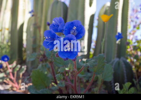 Desert Blue Bells Foto Stock