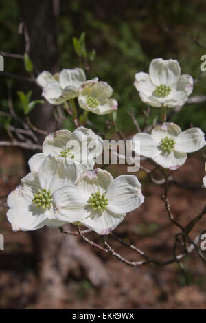 In prossimità di una succursale di delicati, bianco Sanguinello tree fiori in primavera tempo Foto Stock