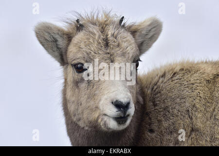 Un close up ritratto animale di un bambino Bighorn, Foto Stock