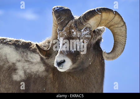 Una chiusura immagine ritratto di una montagna rocciosa bighorn ram , Foto Stock