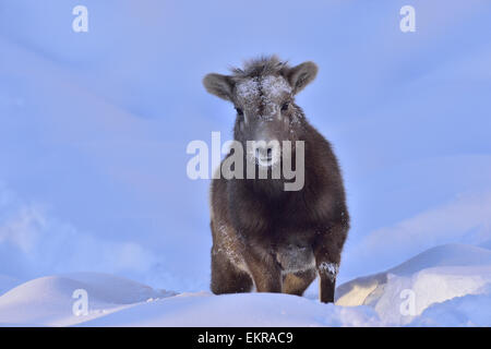 Un bambino bighorn a piedi attraverso il profondo neve invernale nella luce della sera Foto Stock