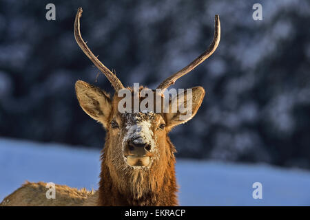 Una immagine ritratto di una Bull Elk Cervus elaphus, con due corna di picco Foto Stock