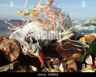 A testa nera Gabbiano impigliato nella cucciolata marino su una spiaggia a Bournemouth, Regno Unito