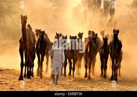 Un commerciante di cammello lungo con la sua mandria durante la International Pushkar Camel fair in Rajasthan, India. Foto Stock