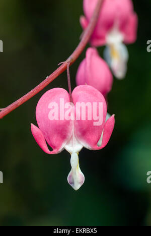 Fiore di Lira-fiore Lamprocapnos spectabilis dicentra spectabilis Foto Stock