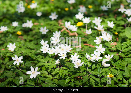 Legno (Anemone Anemone nemorosa ,) in fiore in Europa Foto Stock