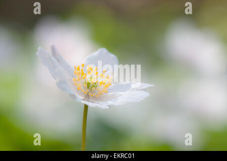 Legno (Anemone Anemone nemorosa ,) in fiore in Europa Foto Stock