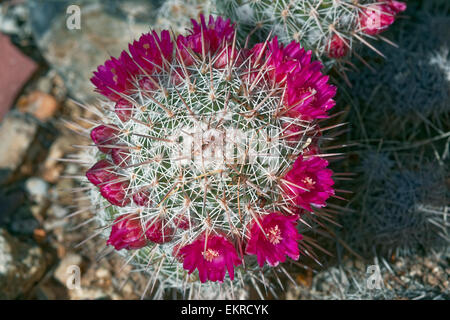 Mammillaria standleyi, Standley's Puntaspilli Cactus Foto Stock