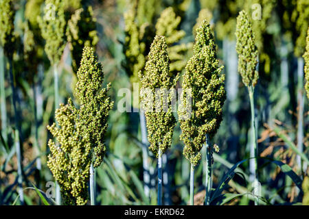 Miglio di aia giapponese e (Echinochloa frumentacea) su un campo in Dordogne, Aquitania, in Francia, in Europa Foto Stock