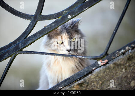 Gatto di casa dietro una ringhiera rampa Foto Stock