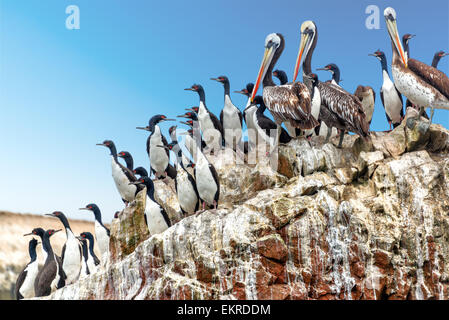 Pellicani marroni e cormorani guanay su una roccia nelle Isole Ballestas vicino a Paracas, Perù Foto Stock