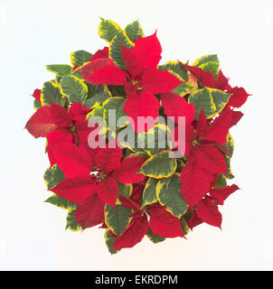 Bellissima Poinsettia piante visto dal di sopra - variegata di foglie di verde e giallo e rosso vivace flora lascia ideale a natale Foto Stock