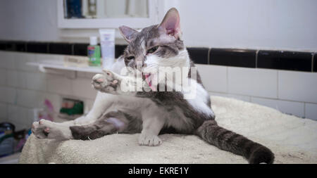 Ellis, un maschio recused cat pronto per l'adozione pulisce il suo piede a New York sabato 4 settembre 2015. (© Francesca M. Roberts) Foto Stock