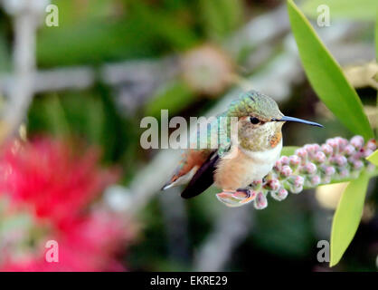 Un colibrì di Allen - Slasino di Selasforo, arroccato su un ramo, raffigurato su uno sfondo sfocato. Foto Stock