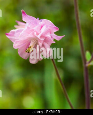 Primo piano della Rosa Aquilegia doppia con spazio per il testo Foto Stock