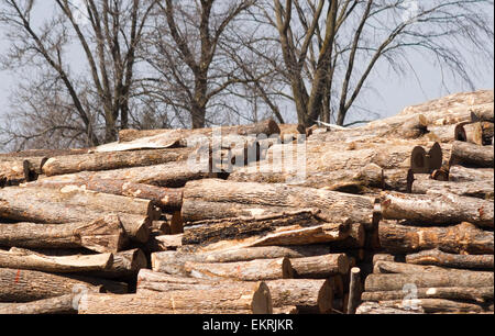 Log tagliati in attesa del loro turno di splitter per essere trasformato in legna da ardere Foto Stock