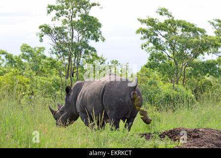 White Rhino, Ceratotherium simum, defecare su rhino midden nel famoso Parco Nazionale Kruger - Mpumalanga in Sudafrica. Foto Stock