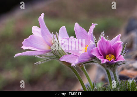 Pulsatilla vulgaris, Pulsatilla nel giardino di roccia. Foto Stock