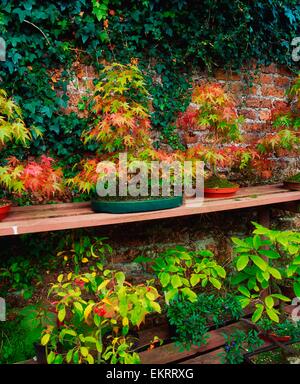 Bonsai di acero, foresta di Berkeley, Co Wexford, Irlanda; alberi di bonsai Foto Stock