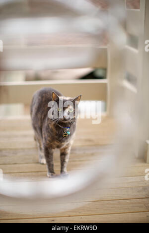 Il gatto domestico in casa, sul portico anteriore Foto Stock