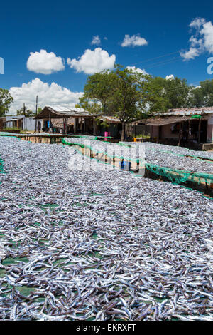 Pesce pescato nel Lago Malawi, su rack di asciugatura a Cape Maclear, Malawi, Africa. Foto Stock