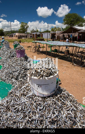 Pesce pescato nel Lago Malawi, su rack di asciugatura a Cape Maclear, Malawi, Africa. Foto Stock