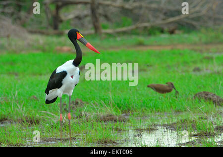 Sella bill stork Ephippiorhynchus senegalensis in cerca di cibo in verde marsh, il Kruger Park, Sud Africa Foto Stock