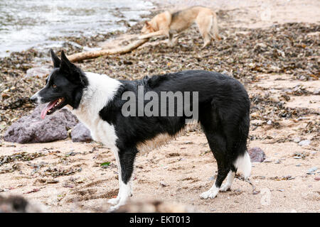 Border Collie sulla spiaggia con una riproduzione alsaziano in background. Foto Stock