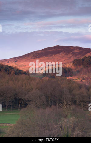 Sunny serata primaverile vista panoramica verso il ripido pendio boschivo, fells & vertice di Beamsley Beacon rosa sotto il cielo blu - North Yorkshire, Inghilterra, Regno Unito. Foto Stock