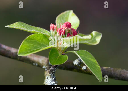 Crab Apple blossom and spring leaves.  Hurst Meadows, West Molesey, Surrey, England. Foto Stock