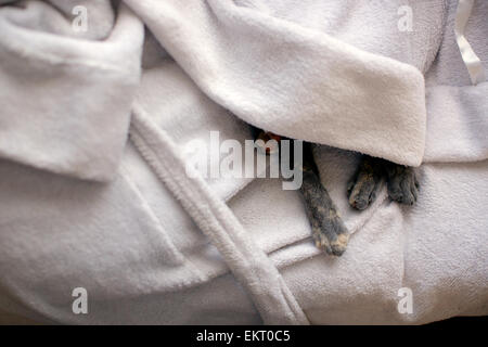 Il gatto domestico in casa dorme sotto vestaglia con zampe appena esposto Foto Stock