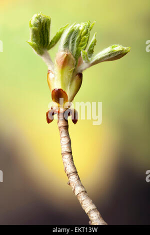 Knospe,Bud,Trieb,Triebspitze,Shoot,Giovani germogli,Aesculus hippocastanum,Rosskastanie,ippocastano,Conker tree Foto Stock