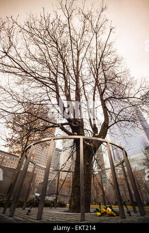 Survivor Tree, Manhattan, New York. Foto Stock