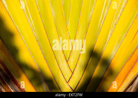 Palm piante sulle rive del Lago Malawi, Africa Foto Stock