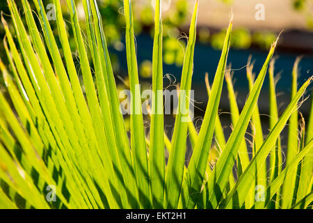 Palm piante sulle rive del Lago Malawi, Africa Foto Stock