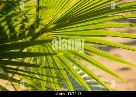 Palm piante sulle rive del Lago Malawi, Africa Foto Stock