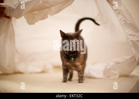 Il gatto domestico in casa, giocando sotto il lenzuolo Foto Stock