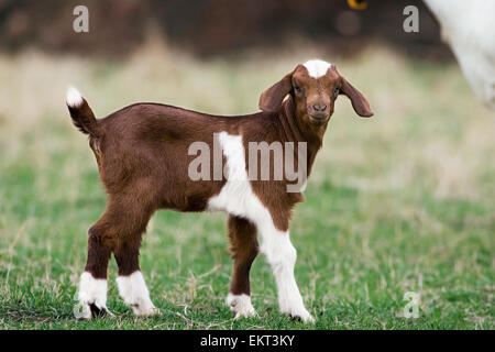 Bestiame - veduta laterale di un Boer capretto su un pascolo verde / Dodd City, Texas, Stati Uniti d'America. Foto Stock